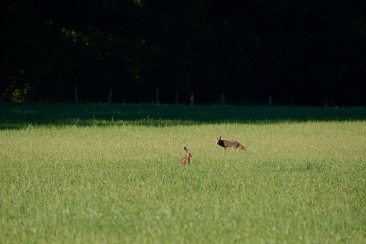 fuchs, hare, fox and hare, duvenstedter brook