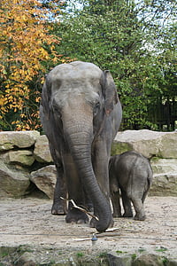 elefante, jardim zoológico, animais, porta-malas, natureza, bebê elefante, animal