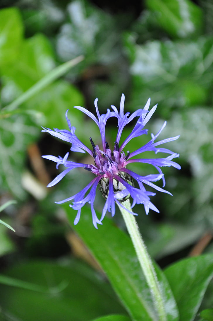 blueberry, flower, blue flower, nature, violet, wild flower, garden