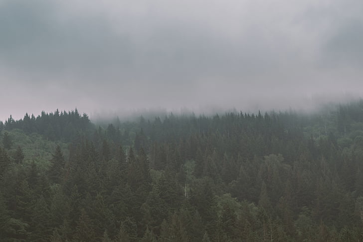 landscape, nature, photo, trees, forest, foggy, clouds