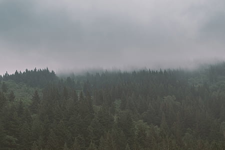 krajina, Příroda, Foto, stromy, Les, mlha, mraky