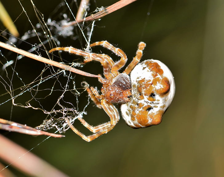 edderkopp, bolas spider, Web, svømmehud, felle, fanget, overlapping