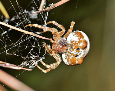 păianjen, bolas spider, Web, webbed, capcana, prins, acoperire