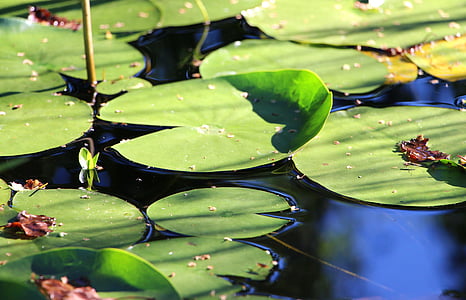 water lily, lá, nước hoa, thực vật thủy sinh, màu xanh lá cây, Ao, Biotope