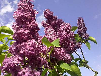 natural, violet, lilac, on, spring, summer lilac