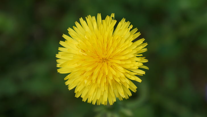 Løvetann, Taraxacum officinale, gul blomst, Luke