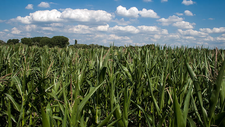mākoņi, kukurūzas laukā, lauks, gada vasaras debesīm, lauksaimniecība, saimniecības, daba
