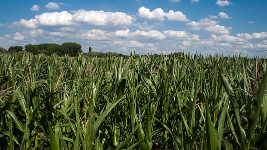 clouds, cornfield, field, summer sky, agriculture, farm, nature