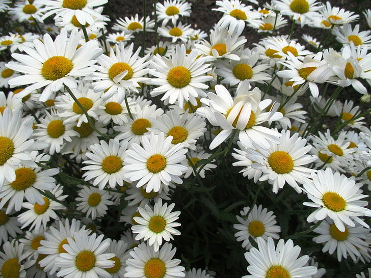 ヒナギク, 花, 園芸植物, schnittblume, ホワイト