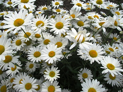 prästkragar, blommor, trädgårds-växt, Schnittblume, vit