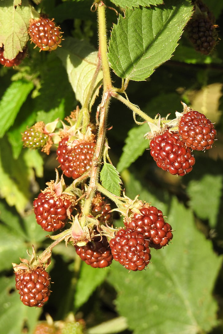 blackberries, bramble, fruits, berry, vitamins, prickly