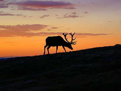 Sonnenuntergang, Hirsch, Silhouette, Tier, Natur, Tierwelt, Säugetier