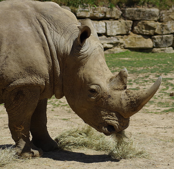 rhinocéros blanc, Zoo, l’Afrique, animal sauvage, rides, animal, faune