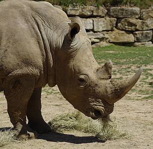 hvidt næsehorn, Zoo, Afrika, vilde dyr, rynker, dyr, Wildlife