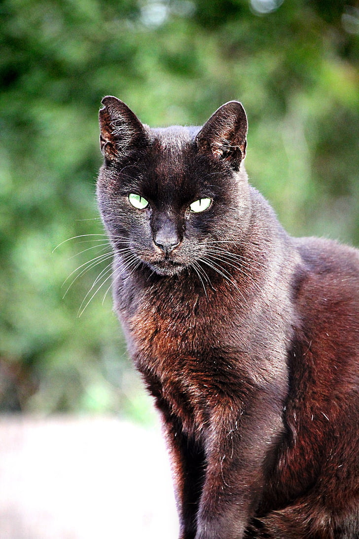 cat, black, pet, black cat, animal, cat's eyes, view