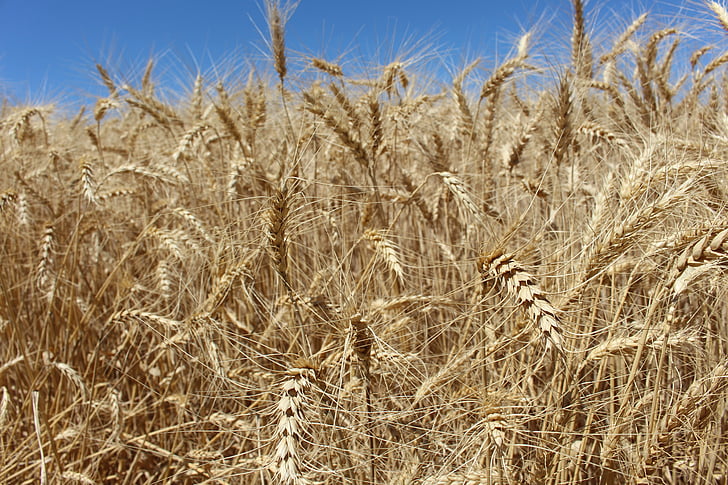 pšenica, pole, letné, poľnohospodárstvo, Príroda, farma, plodín