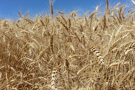 小麦, フィールド, 夏, 農業, 自然, ファーム, 作物