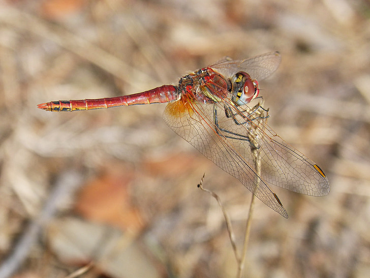 Dragonfly, Red, frumusete, insectă, Filiala
