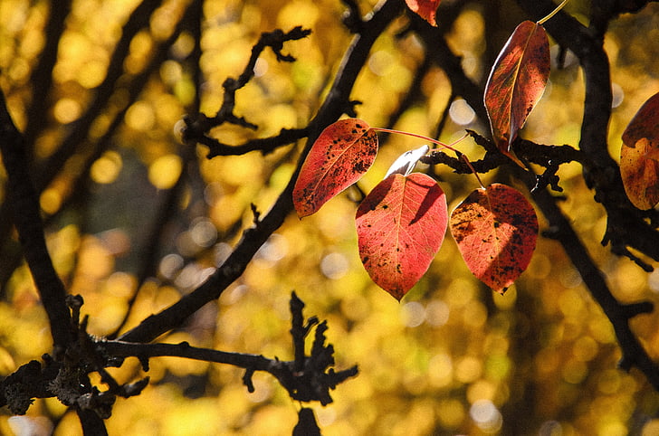 listi, rdeča, jeseni, padec, sezona, barva, tekstura