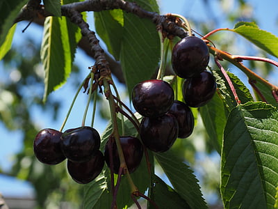 cherries, fruits, fruit, red, ripe, purple, black