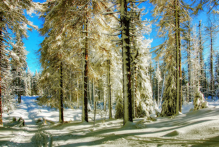 vinter, snö, vintrig, landskap, träd, vit, naturen