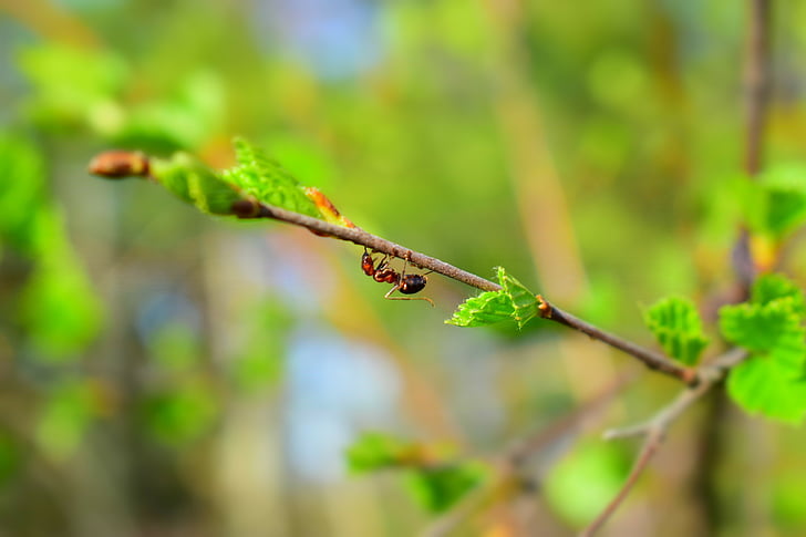 kevadel, aprill, võib, rohelised, Sipelgas, putukad, Kaunis
