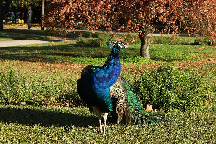 Thiên nhiên, động vật, Peacock, con chim, lông vũ, màu xanh, óng ánh