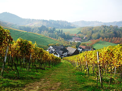 szőlő, Oberkirch, bottenau, schlatten, Dilger hof, Ortenau, ősz