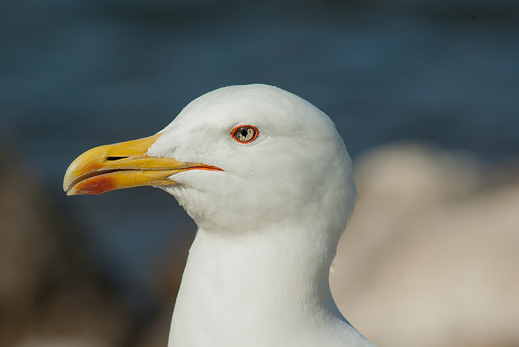 Seagull, näbb, Sea bird