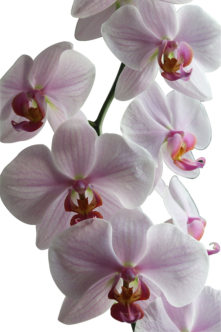 orquídia, flors, flor, tancar, natura, planta