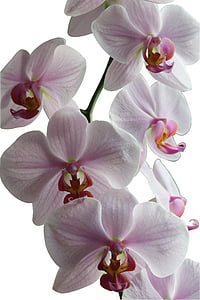 orchidėja, gėlės, gėlė, uždaryti, Gamta, augalų