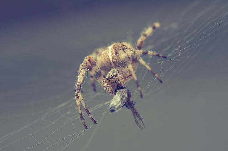 edderkop, netværk, fanget, Luk, arachnid, spindelvæv, natur