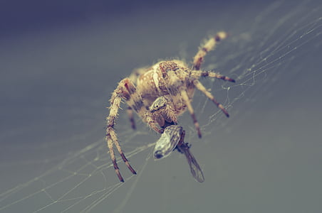 蜘蛛, 网络, 抓到, 关闭, 蛛形纲动物, 蜘蛛网, 自然