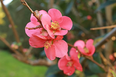 квіти, Природа, Весна, завод, сад, квітка, рожевий колір