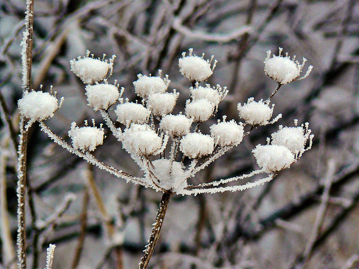 plant, winter, snow, frozen, crystals, flora, ice