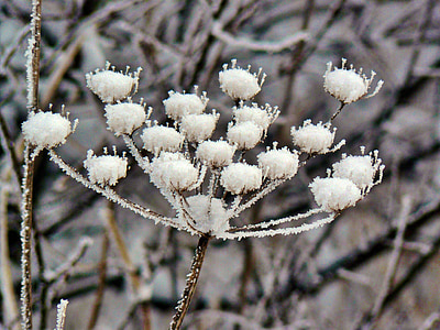 植物, 冬天, 雪, 冻结, 晶体, 植物区系, 冰