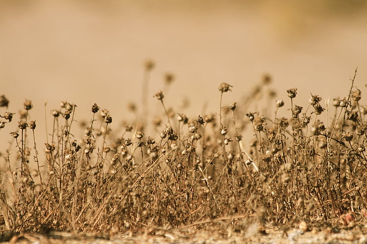 withers, desert, hot, summer, brown, dead, plant
