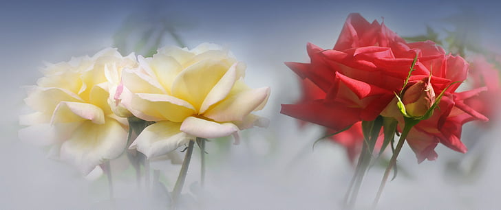Rosas, flores, rojo, Blanco, delicia de jardín, floración, naturaleza