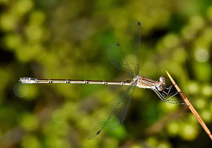 damselfly, insect, insectoid, winged, bug, flying insect, winged insect