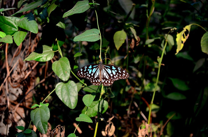 bướm, màu xanh, con hổ, côn trùng, cận cảnh, Xem, động vật