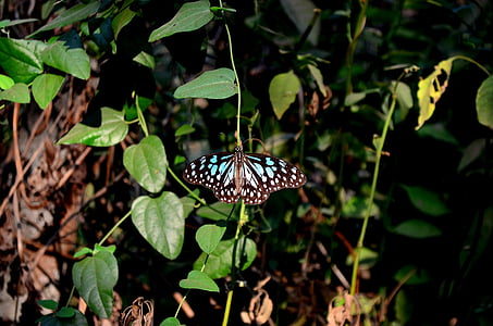 motýľ, modrá, Tiger, hmyz, detail, Zobrazenie, zviera