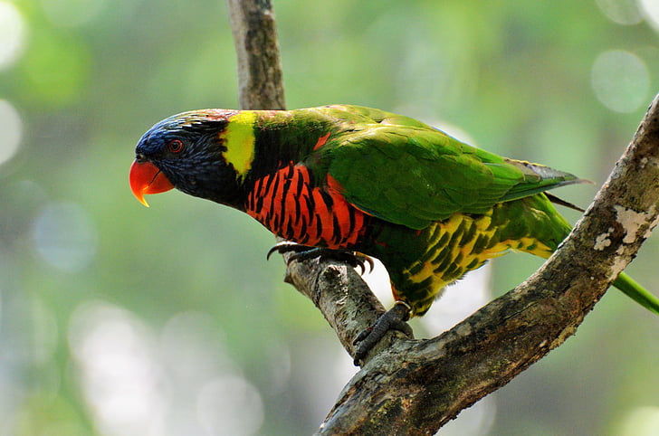 малък дългоопашат папагал велпапе, птица, цветове, животните, природата, перушина, папагал