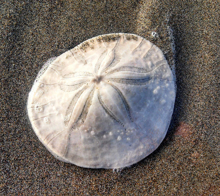 Sand dollar, Sanddollar, stranden, Sand, Sea star, Trail, fossila