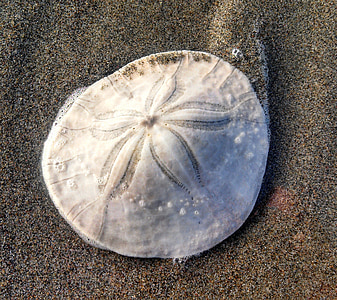 Sand dollar, sanddollar, pludmale, smilts, jūras zvaigzne, taka, fosilā