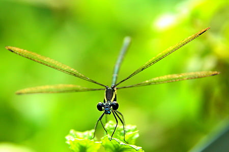 insect, bug, natural, nature, dragonfly, animal, close-up