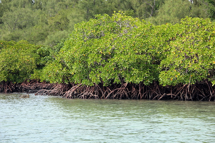 mangrove, green, tropical, plant, water, nature, tree