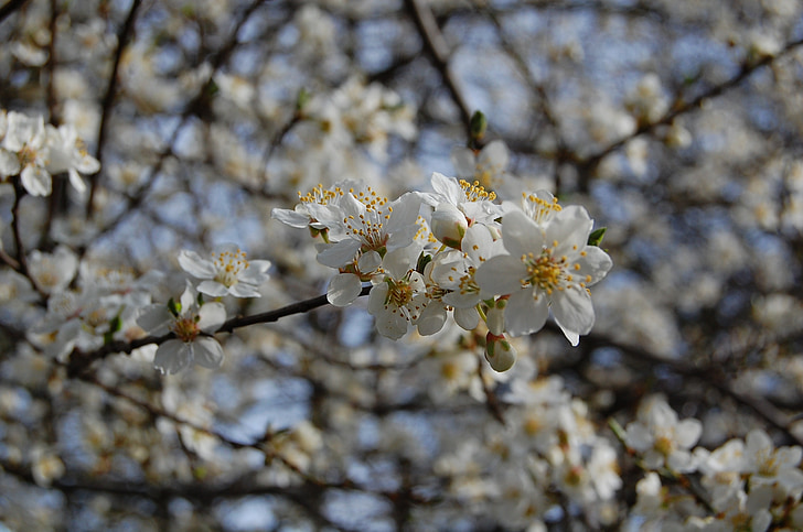 Blossom, forår, blomster, frugttræ, hvide blomster, træ, gren