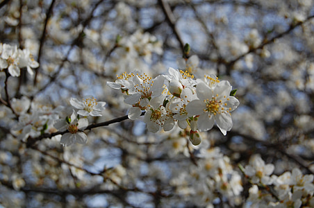 zieds, Pavasaris, ziedi, augļu koks, baltas puķes, koks, filiāle