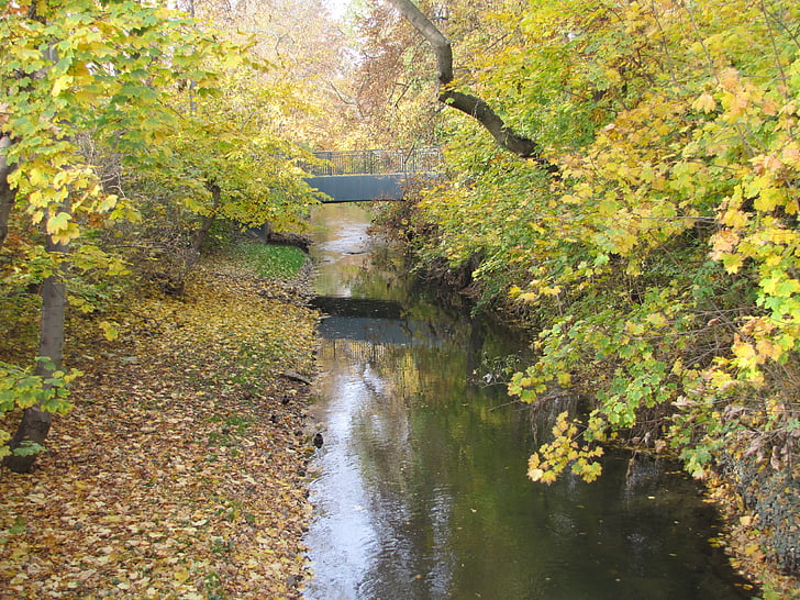 zoo de Leipzig, automne, feuilles, coloré, Forest, paysage