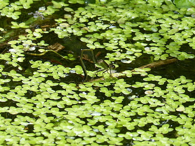 Dragonfly, floden, alger, våt röv
